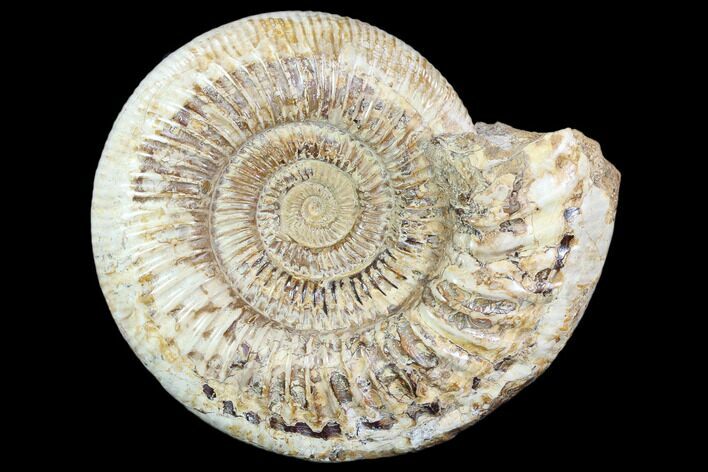 Large, Ammonite (Perisphinctes) Fossil - Jurassic #102525